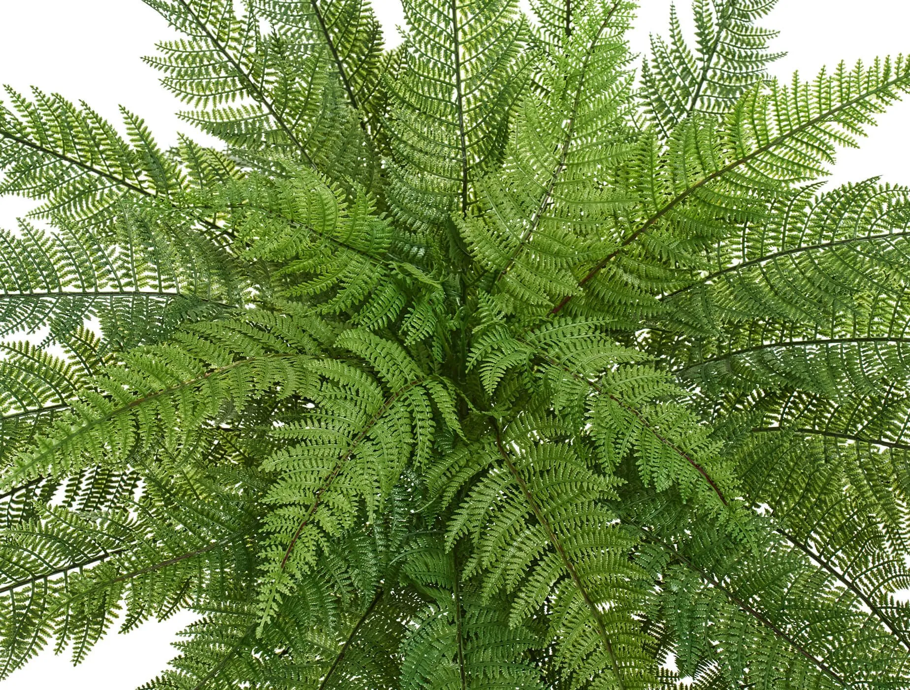 Большой Папоротник Вудвардия
