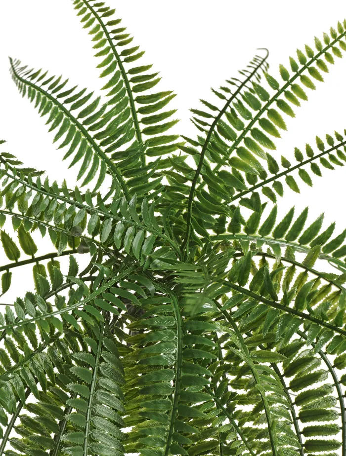 Ампельный Папоротник Бостон Элегант