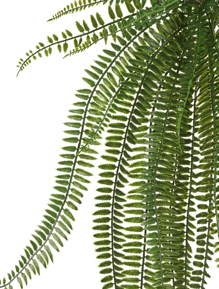 Ампельный Папоротник Бостон Элегант