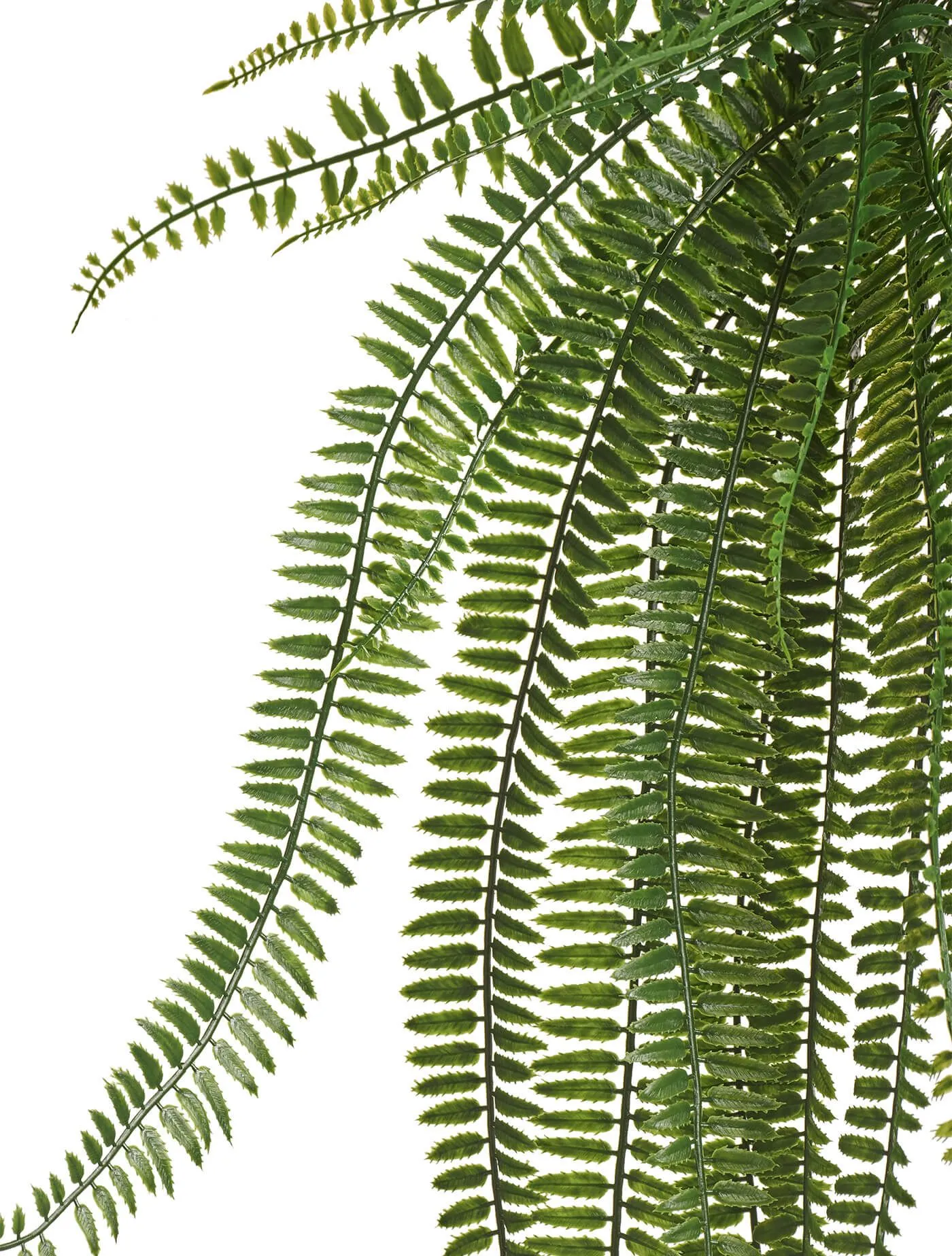 Ампельный Папоротник Бостон Элегант