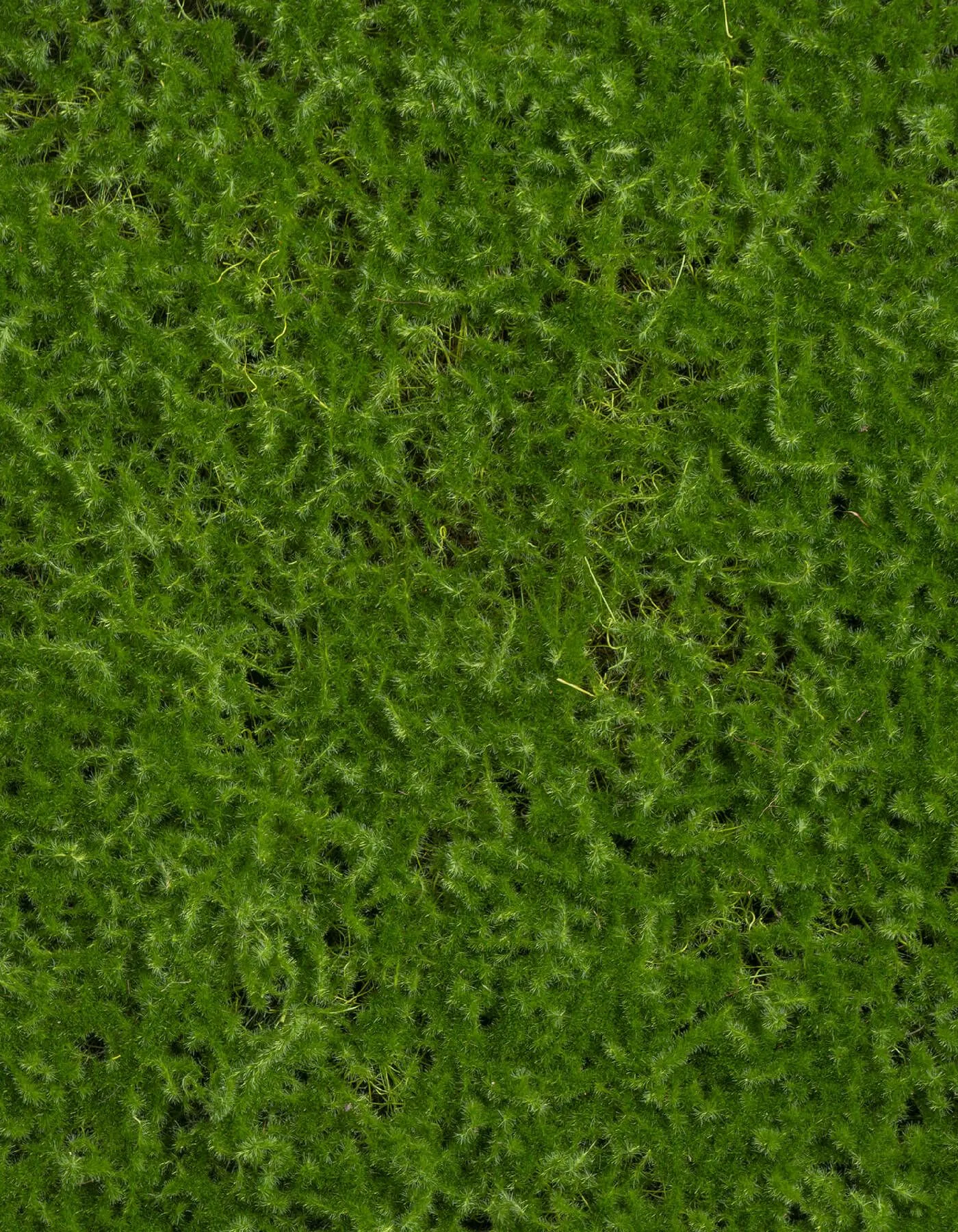 Мох Сфагнум (полотно)