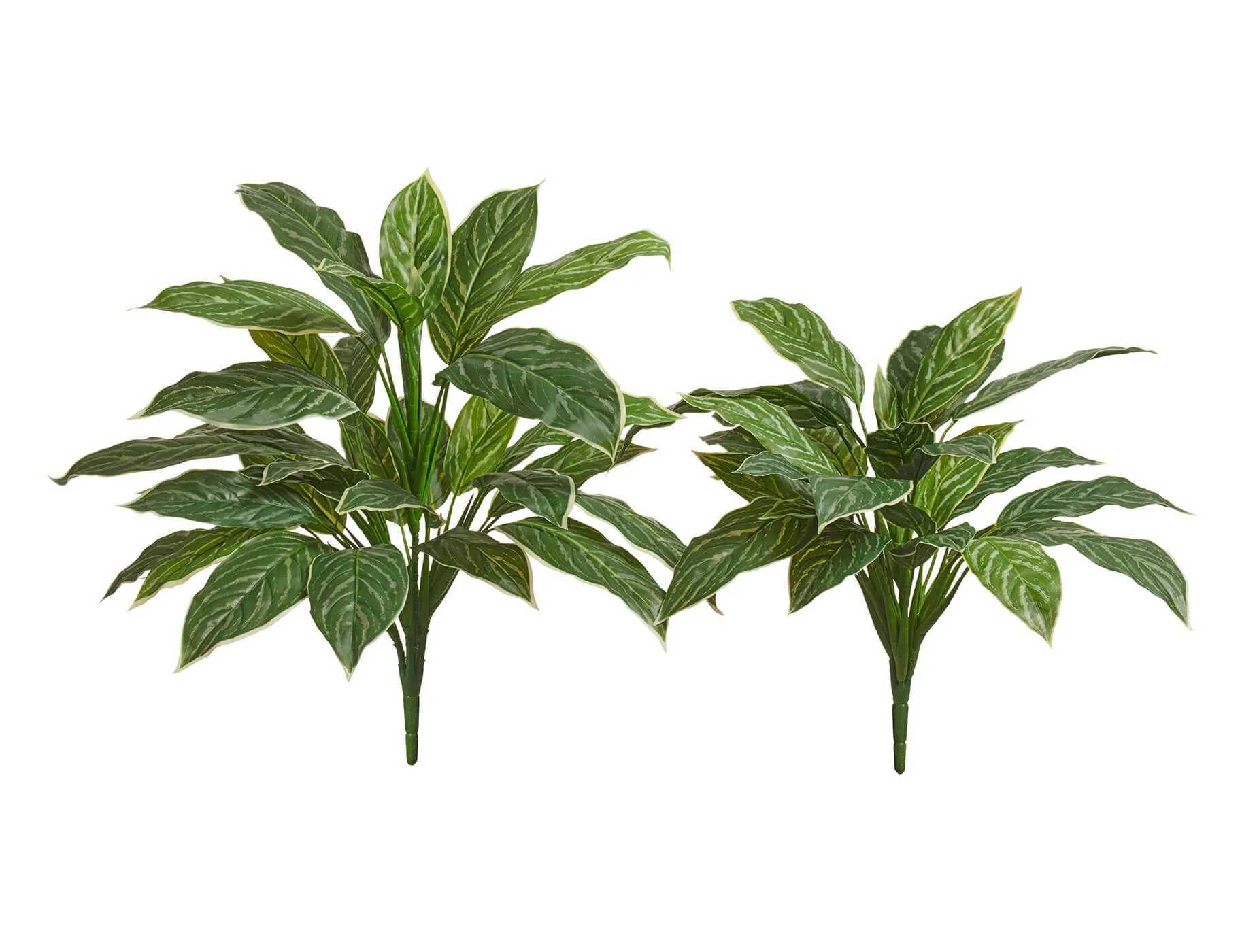 Куст Аглаонема Страйпс большой бело-зелёный