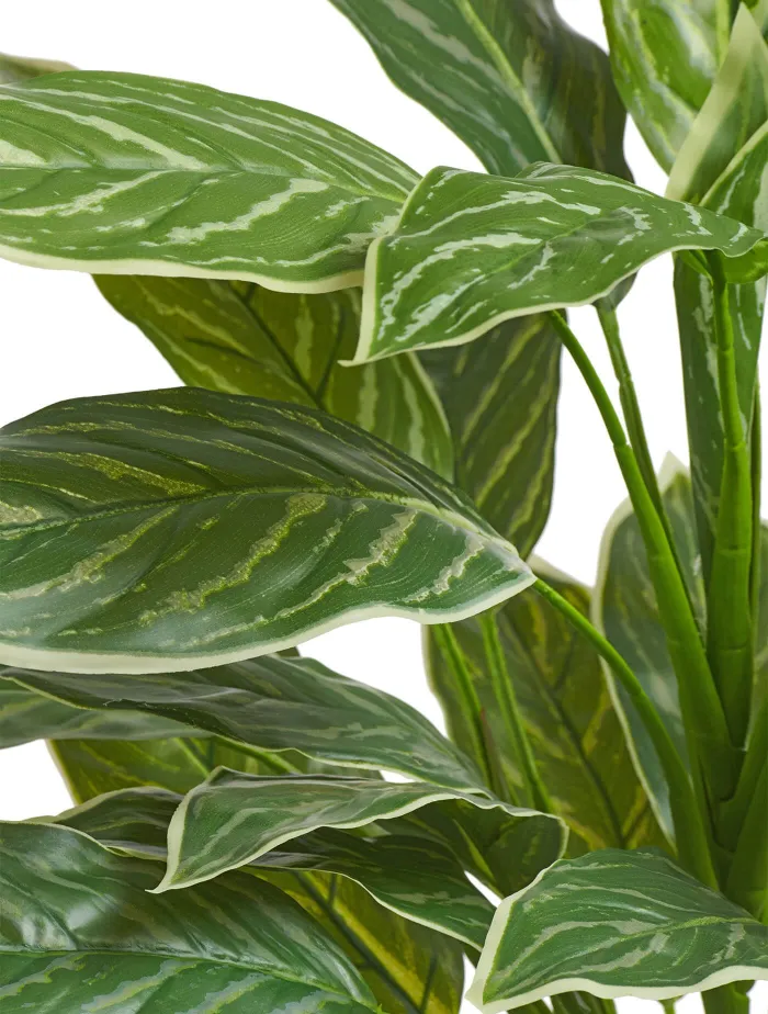 Куст Аглаонема Страйпс большой бело-зелёный