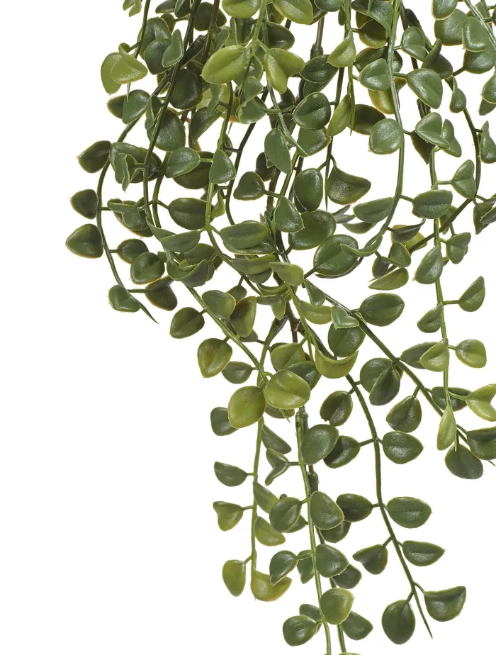 Ампельная Дисхидия