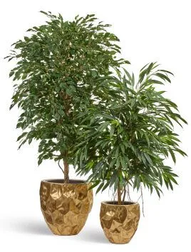 Композиция № 38 - кашпо Treez Effectory Metal Design Crumple Сусальное золото с Фикусом и Лонгифолией