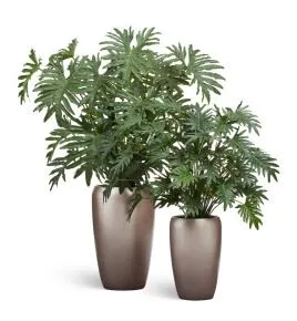 Композиция № 105 -  филодендрон в матовых кашпо Treez Effectory Metal