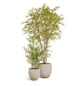 Композиция № 113 - с кленом в кашпо Treez Effectory Beton