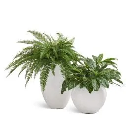 Композиция № 114 - с папоротником в кашпо Treez Effectory Organic