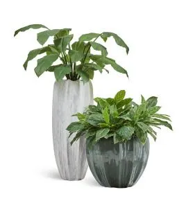 Композиция № 120 - кашпо Treez Effectory Aura со спацифиллумом