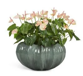 Композиция № 121 -  с антуриумом в кашпо Treez Effectory Aura