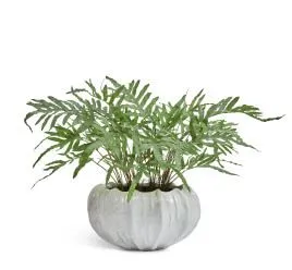 Композиция № 123 -  с папоротником Рэббит Фут в кашпо Treez Effectory Aura