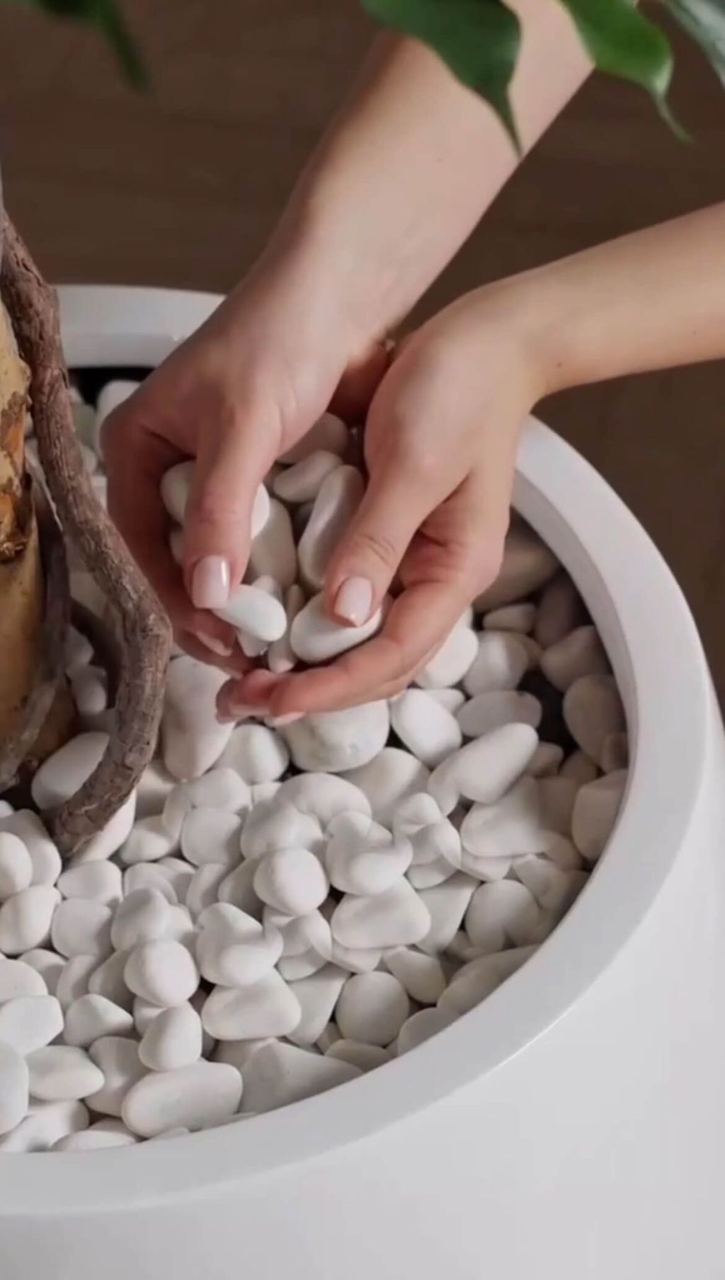 Как сделать монтаж растения