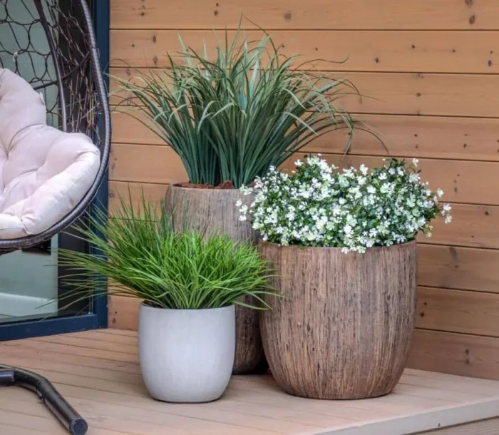 Растения, кусты, мох и трава