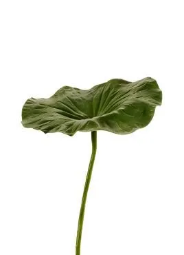 Лотоса Лист