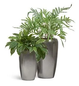 Композиция № 125 - в серебряных кашпо Treez Effectory Metal с папоротником и аглаонемой