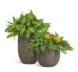 Композиция № 128 - в кашпо Treez Effectory Terra с гусманией