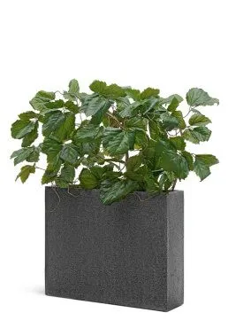 Композиция № 133 - кашпо Treez Effectory Stone с тетрастигмой