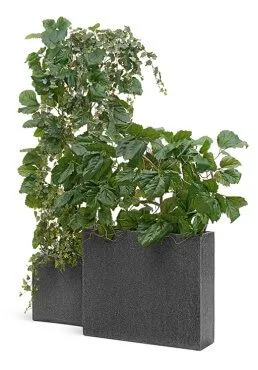 Композиция № 134 - кашпо Treez Effectory Stone с тетрастигмой и плющом