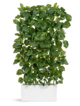 Композиция № 135 -  кашпо Treez Effectory Gloss с тетрастигмой