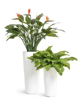 Композиция № 137 - кашпо Treez Effectory Gloss с королевской стрелицией