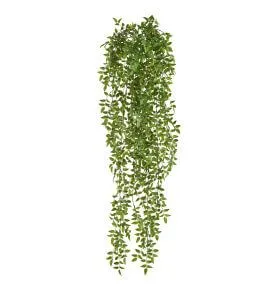 Ампельный Рускус Италика
