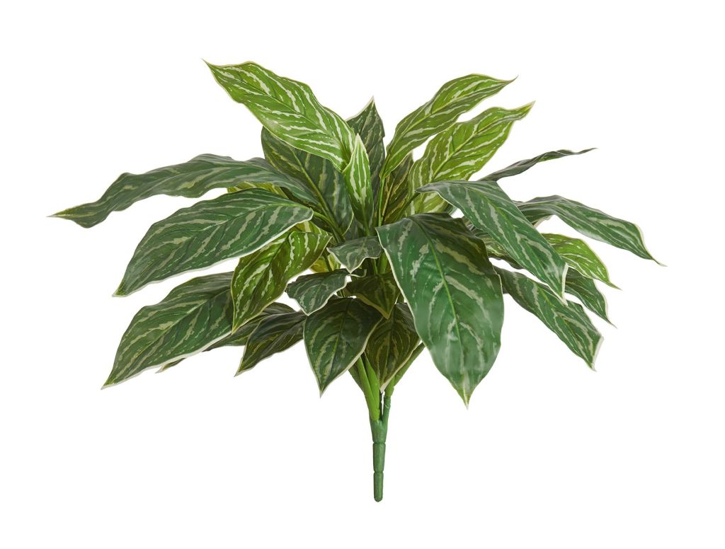 Аглаонема Страйпс — выразительность в каждом штрихе