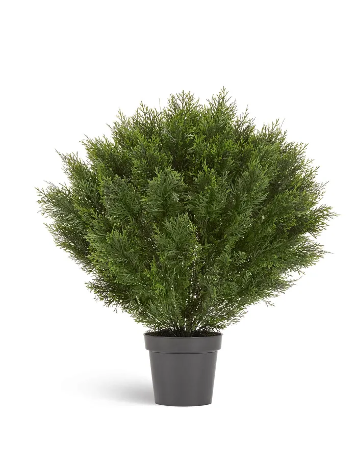 Шаровидная уличная Туя Брабант пушистая