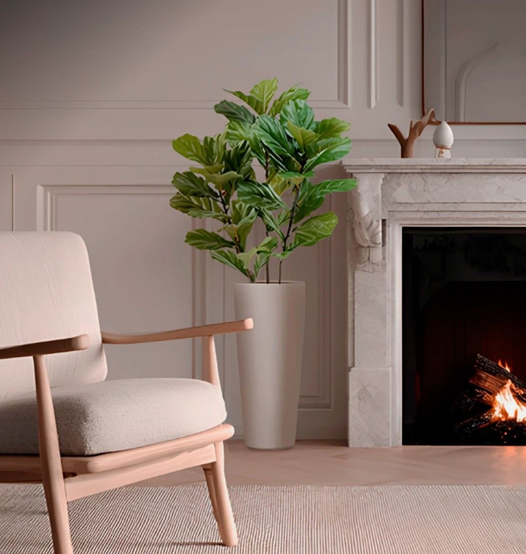 Фикус Лирата — гармония формы и масштаба